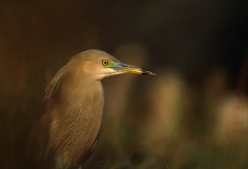 Indian pond heron 