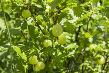 Stachelbeeren