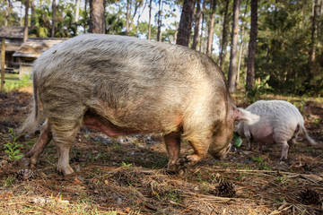 Piglet and boar on a Florida farm on the outer Everglades