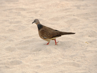 Close view of a colorful brown pigeon on sand