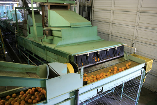 The machinery used to wash and inspect oranges ready for grading and packing for stores around Florida