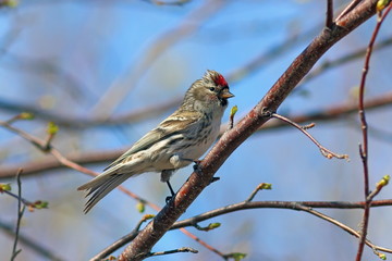 Carduelis flammea. The male birds closeup on tree