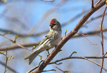 Carduelis flammea. Male birds in spring tree