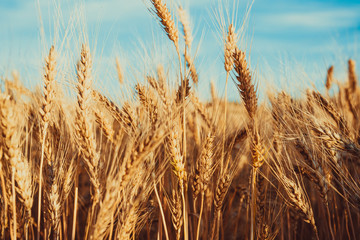 Gold Wheat Field. Beautiful Nature Sunset Landscape. Background of ripening ears of meadow wheat field.