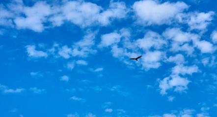 Flying eagle, view from below, clouds and sky in the background