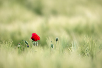 Wild Red Poppy, Shot With A Shallow Depth Of Focus, On A Yellow Wheat Field In The Sun. Lonely Red Poppy Close-Up Among Wheat. Picturesque Single Wild Poppy On A Background Of Ripe Wheat