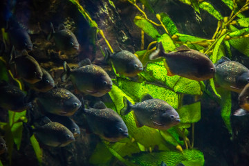 Tropical fish piranha with algae in blue water. Beautiful background of the underwater world
