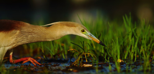 Indian Pond heron in the morning
