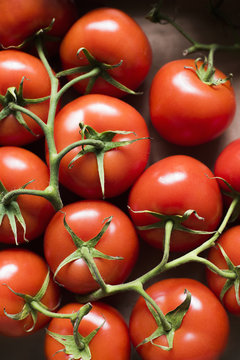 Close up of vine tomatoes