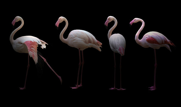 Fototapeta greater flamingo (Phoenicopterus roseus)