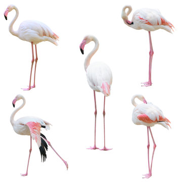 Fototapeta greater flamingo (Phoenicopterus roseus) isolated