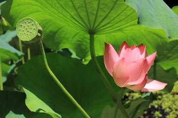 Lotus blooming