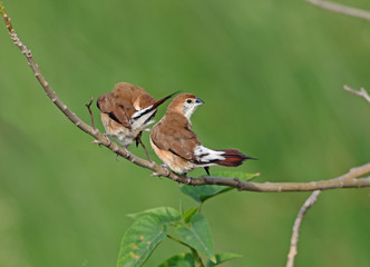 Indian silverbill