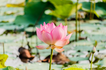 Pink Lotus flower and Lotus flower plants
