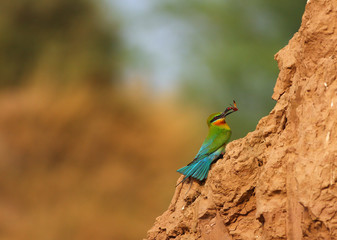 Blue tailed bee Eater with hunt