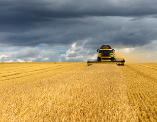 Combine Harvester Cutting Wheat, Summer Landscape of endless Fields under dark cloudy sky