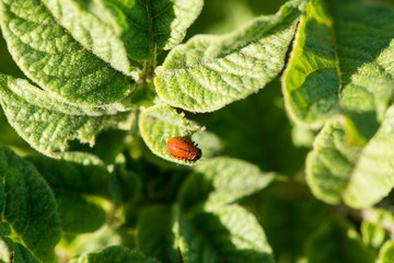 гусеница Колорадского жука 