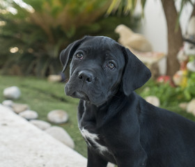 Cane Corso puppy. Closeup portrait of beautiful black Cane Corso, female dog.