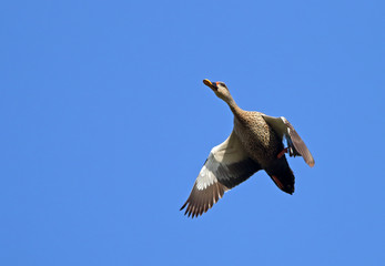 Spot-billed duck