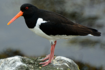 Eurasian oystercatcher, Inchcolm Island, Scotland