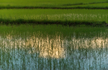 Rice plant