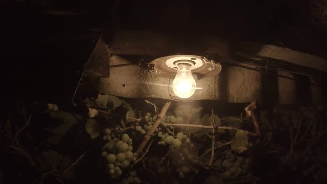Old Lamp Twinkles Near Green Grapes Moths Fly in Light