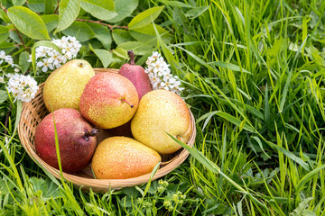 Pears in the basket, in the garden, around the green grass and flowers - 159610926