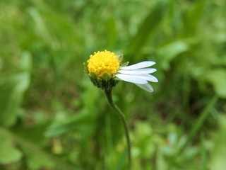 Daisy Flower Harmed
