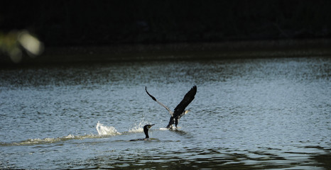 Cormorans
