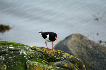 Eurasian oystercatcher, Inchcolm Island, Scotland