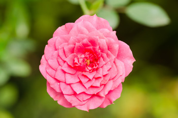 Pink roses flower blossom in nature