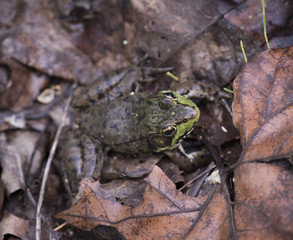 Young Bullfrog Hiding in the Leaves