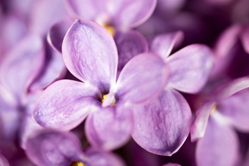 Fototapeta na wymiar Beautiful little flowers of lilac. macro
