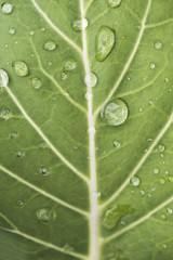 Rain Drops on a Green Cabbage Leaf