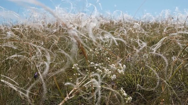 Flowering steppe with feather grass in spring