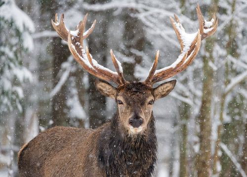 Fototapeta Single adult noble deer with big beautiful horns on snowy field Looking at you. European wildlife landscape with snow and deer with big antlers.Portrait of Lonely stag Under falling Snowflakes.Belarus