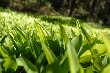 Field with lily of the valley, close-up. Blurred background