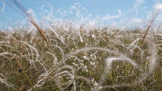 Flowering steppe with feather grass in spring