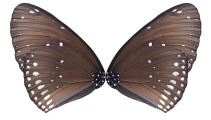 butterfly isolated on white background