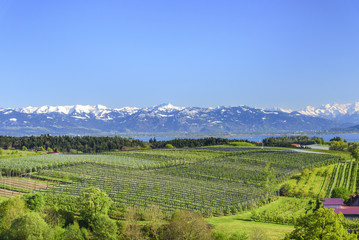 Fototapeta premium Obstplantagen am Bodensee