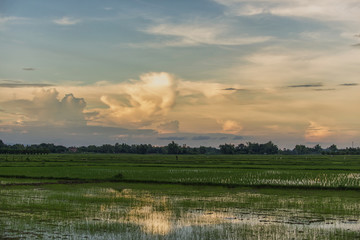 Beautiful view of rice paddy field during sunset in Thailnad. Nature composition