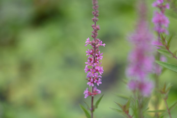 The wildflowers bloom in summer