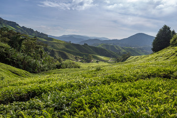 Fototapeta na wymiar Teeplantage in den Cameron Highlands