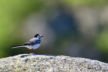 Bachstelze bei der Futtersuche