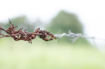 .Old rusted barbed wire fences with barbed wire fence. Beautiful contrasting color, blurred backdrop and beautiful bokeh.