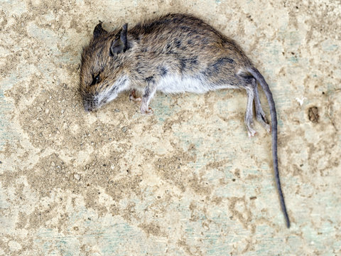 Dead mouse,but cute.