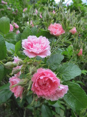 Fototapeta premium Tender double bush pink roses on a green background