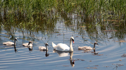 Mother swan with cygnets Mute Swan, Cygnus olor, family, parents with chicks,Skocjanski zatok Nature Reserve,Slovenia.