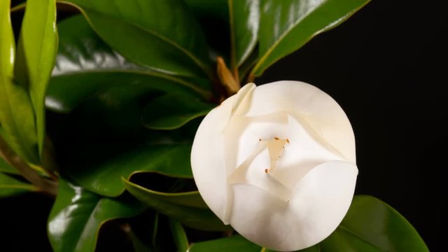 blooming white magnolia grandiflora