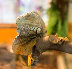 Fototapeta premium Portrait of an iguana in a zoo